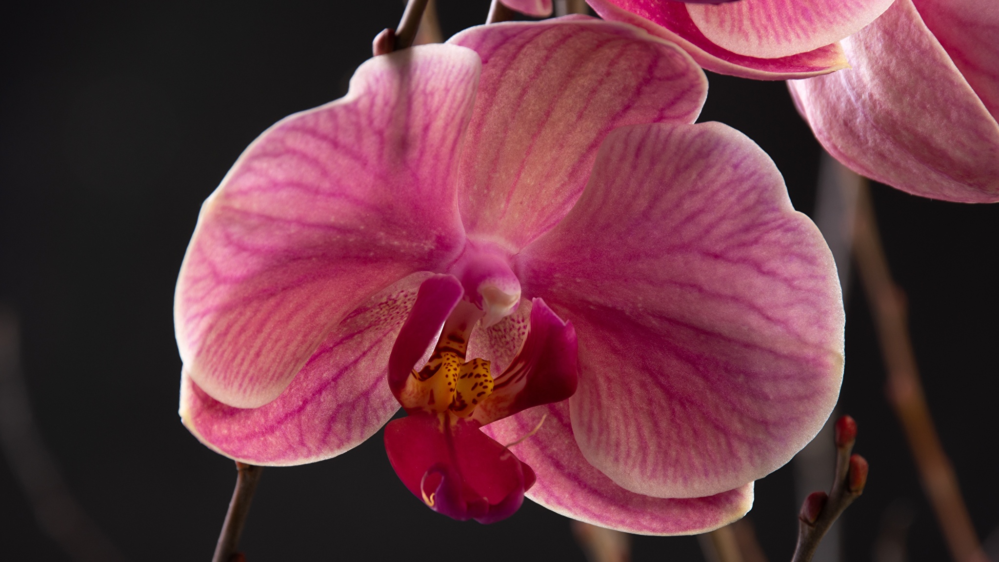 Горизонт Орхидея фаленопсис