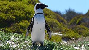 Фото Пингвины Трава Boulders Beach, Capetown животное