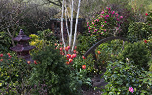 Фотографии Сады Тюльпан Рододендрон Кустов Walsall Garden