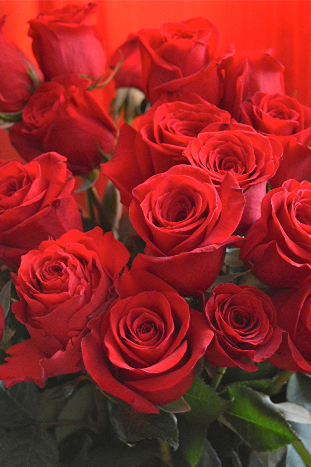 Bouquets_Roses_Closeup_Red_516368_640x960.jpg