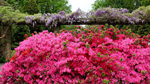 Фотографии Нидерланды Парки Рододендрон Keukenhof цветок