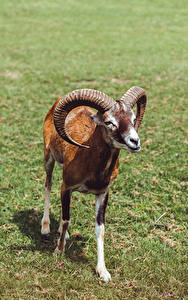 Картинки Баран Трава Рога Взгляд Mouflon Животные