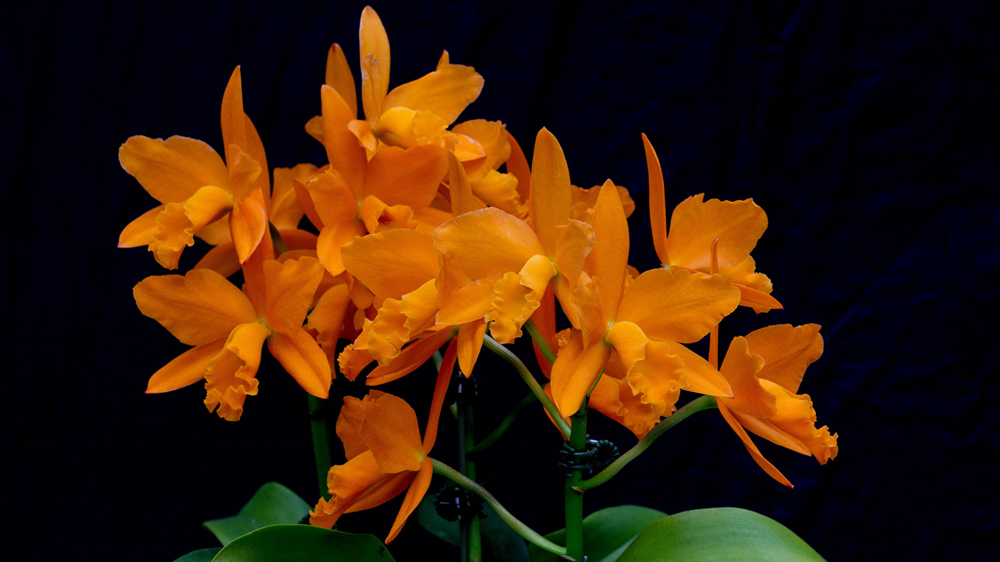 Орхидея оранжевого цвета