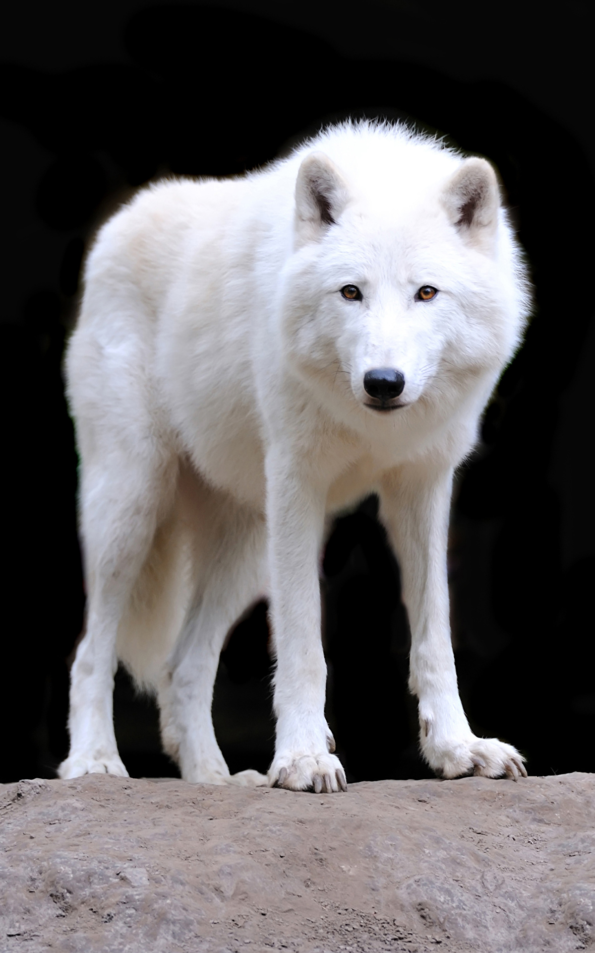белый волк фото животного настоящего