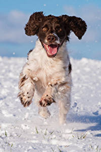 Фотографии Собака Снег Бежит Спаниель cocker spaniel животное