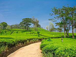 Фото Шри-Ланка Поля Весна Дороги Дерево Nuwara Eliya Природа