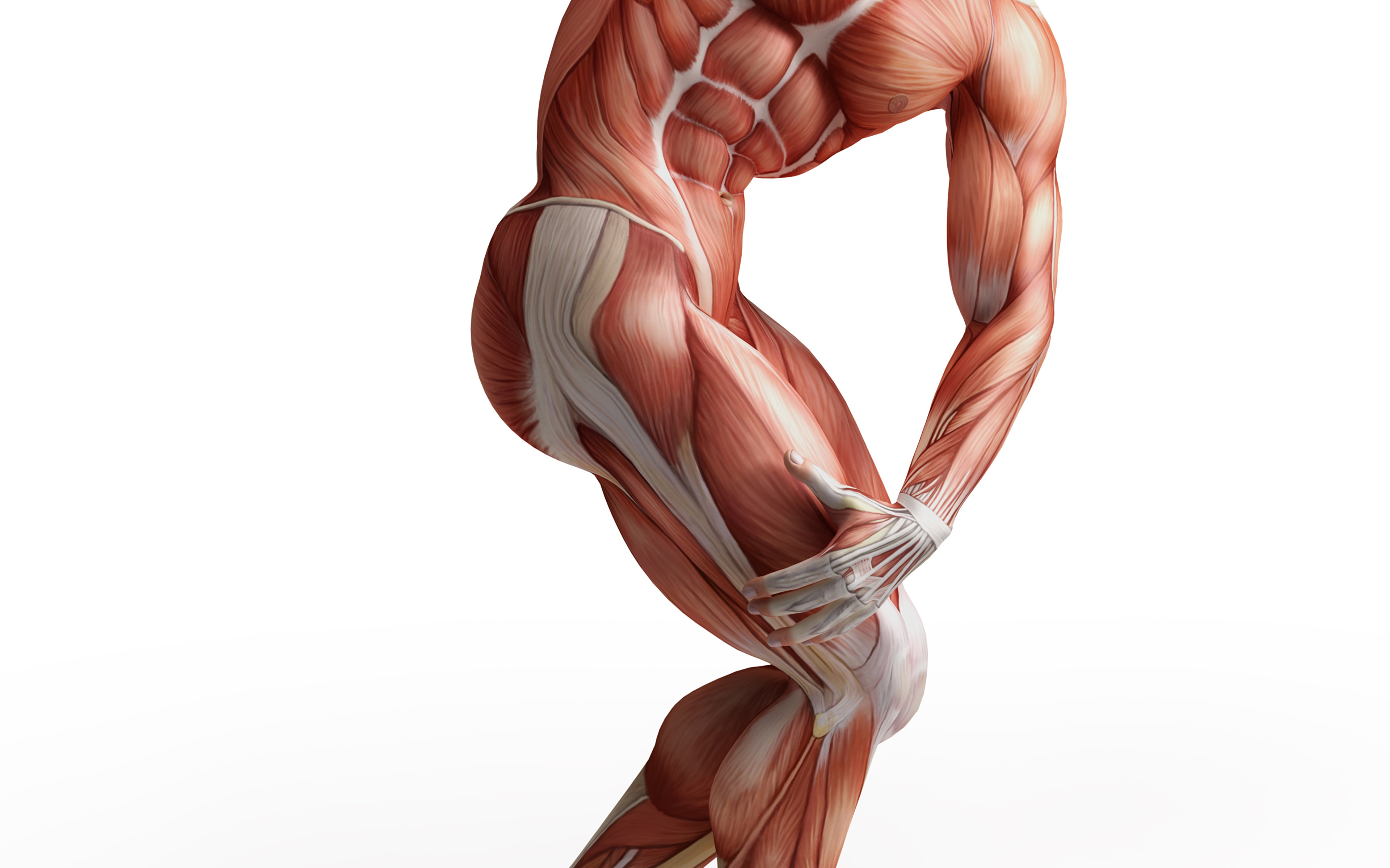 Мышцы картинка. Мышцы. Мышечная анатомия. Мускулатура человека анатомия. Мышцы мужчины анатомия.