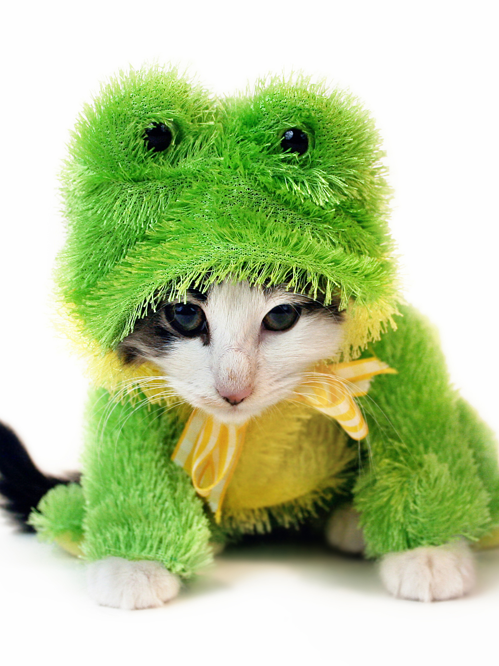 Котик в костюме лягушк
