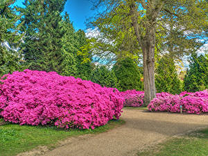 Фото Англия Парки Рододендрон Кустов Дерева Sheffield Park Природа