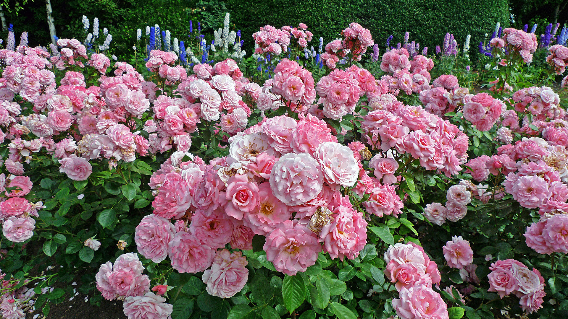 Картинки Лондон Англия Regents Park Queens Garden роза 1920x1080