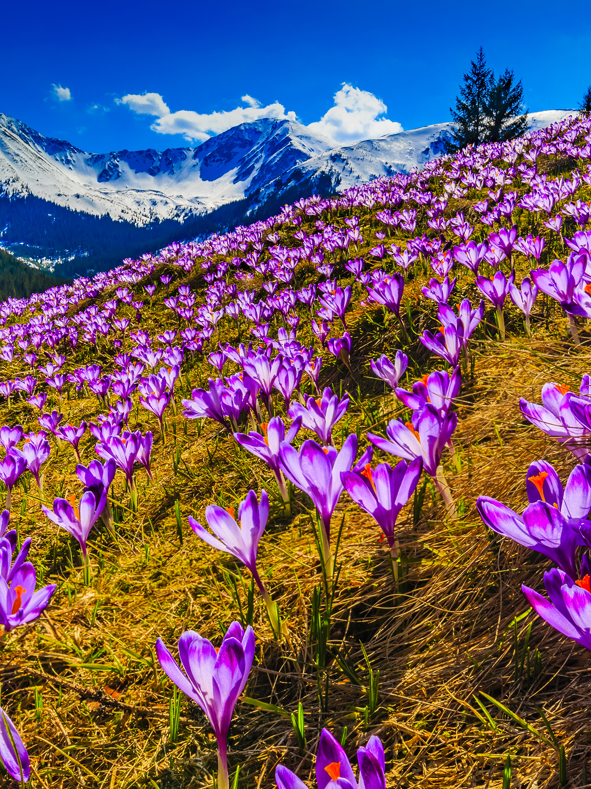 Фото весны красивые на заставку на телефон. Крокусы в Адыгее. Крокус горный цветок Эльбрус. Крокус перпл. Шафран горный.