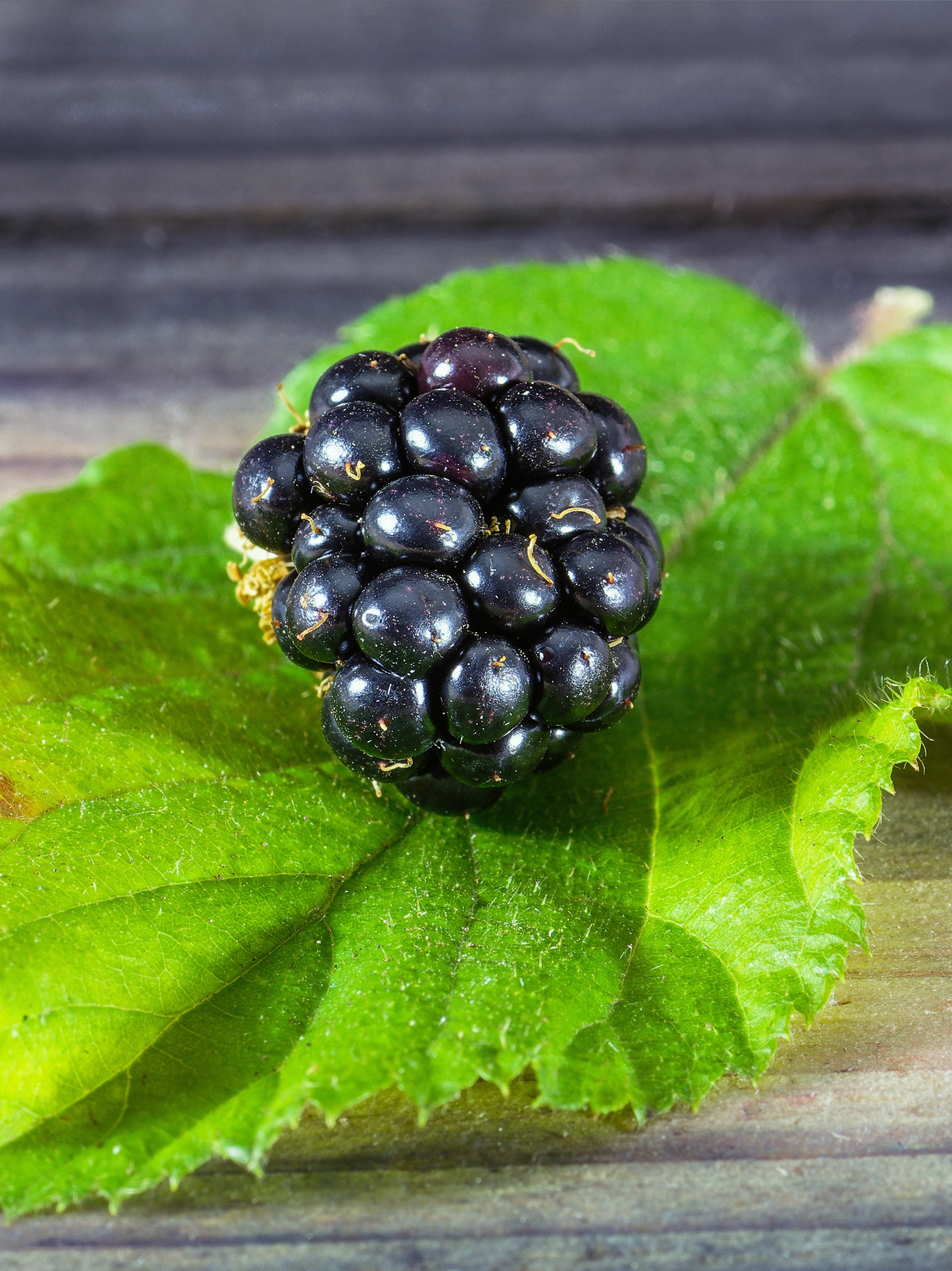 Ежевика ягода. Куманика ягода. Ежевика ожина лист. Berry ежевика.