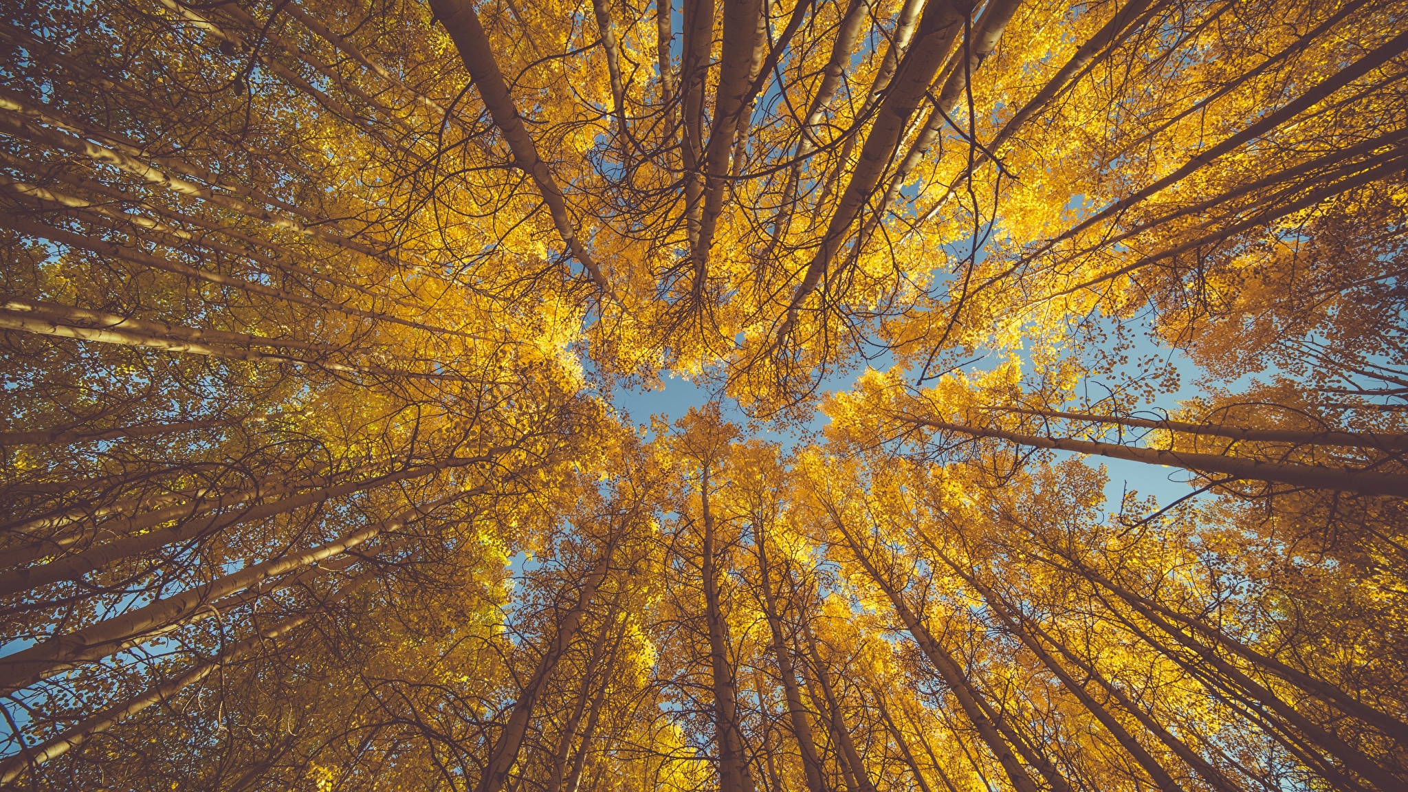 Осень верхушки деревьев
