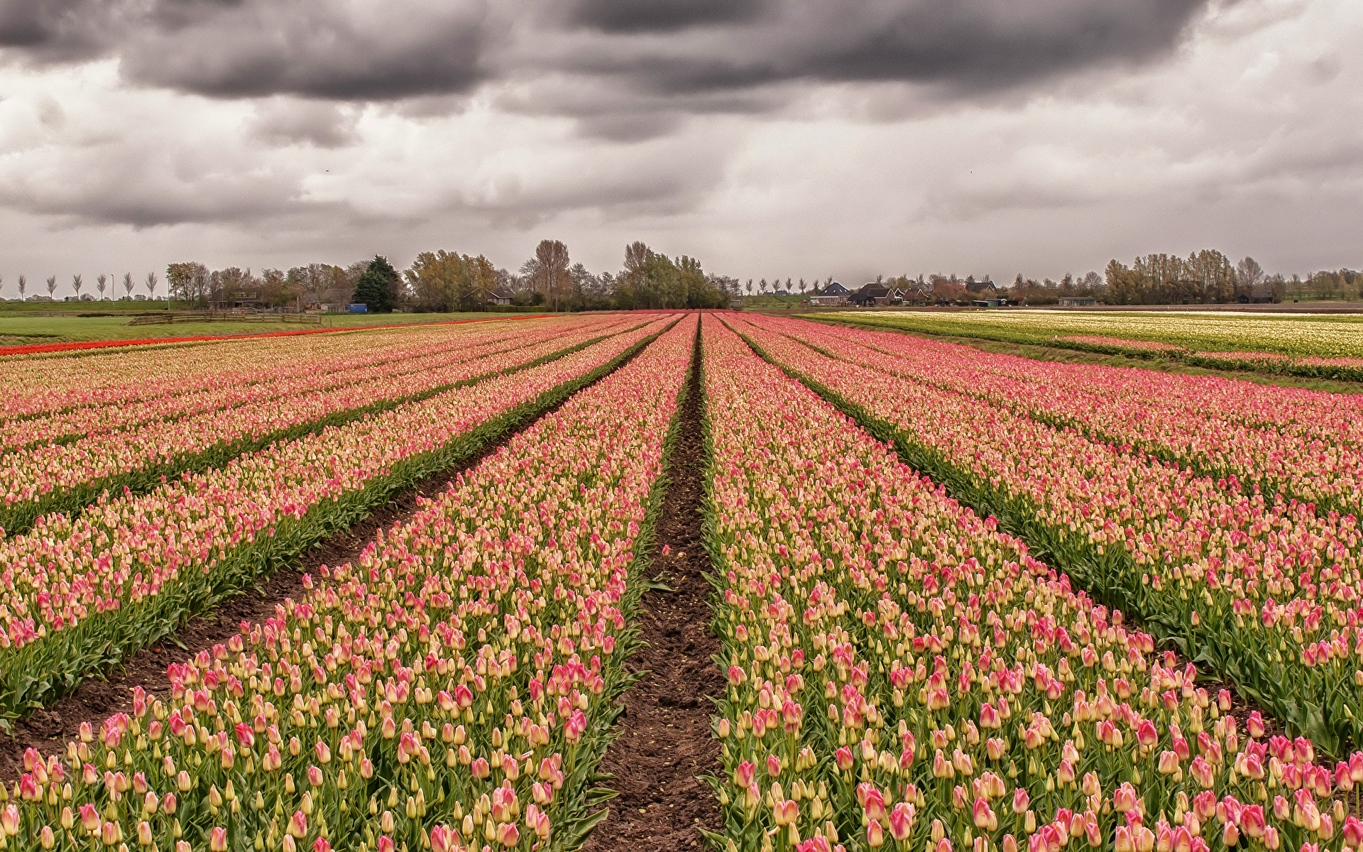 Клод Моне поля тюльпанов в Голландии