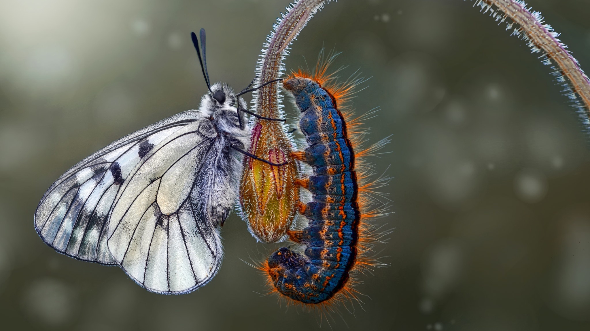 Гусеница бабочки Морфо