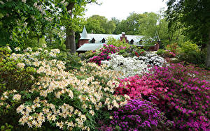 Обои для рабочего стола Швеция Сады Рододендрон Кусты Sofiero Castle Gardens Helsingborg Природа