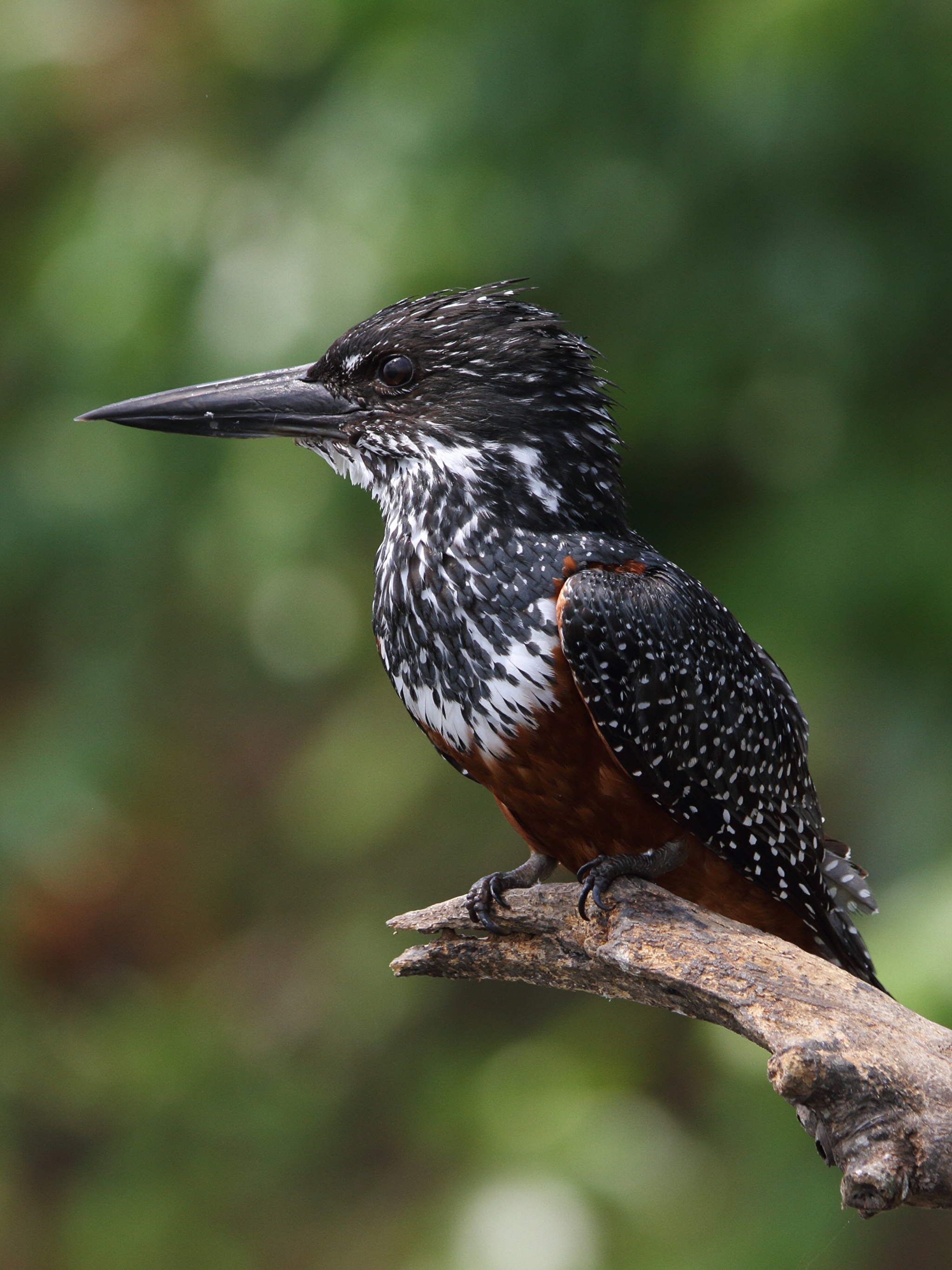 Большая птица с острым клювом. Giant Kingfisher. Птичка с острым клювом. Птица с длинным острым клювом.