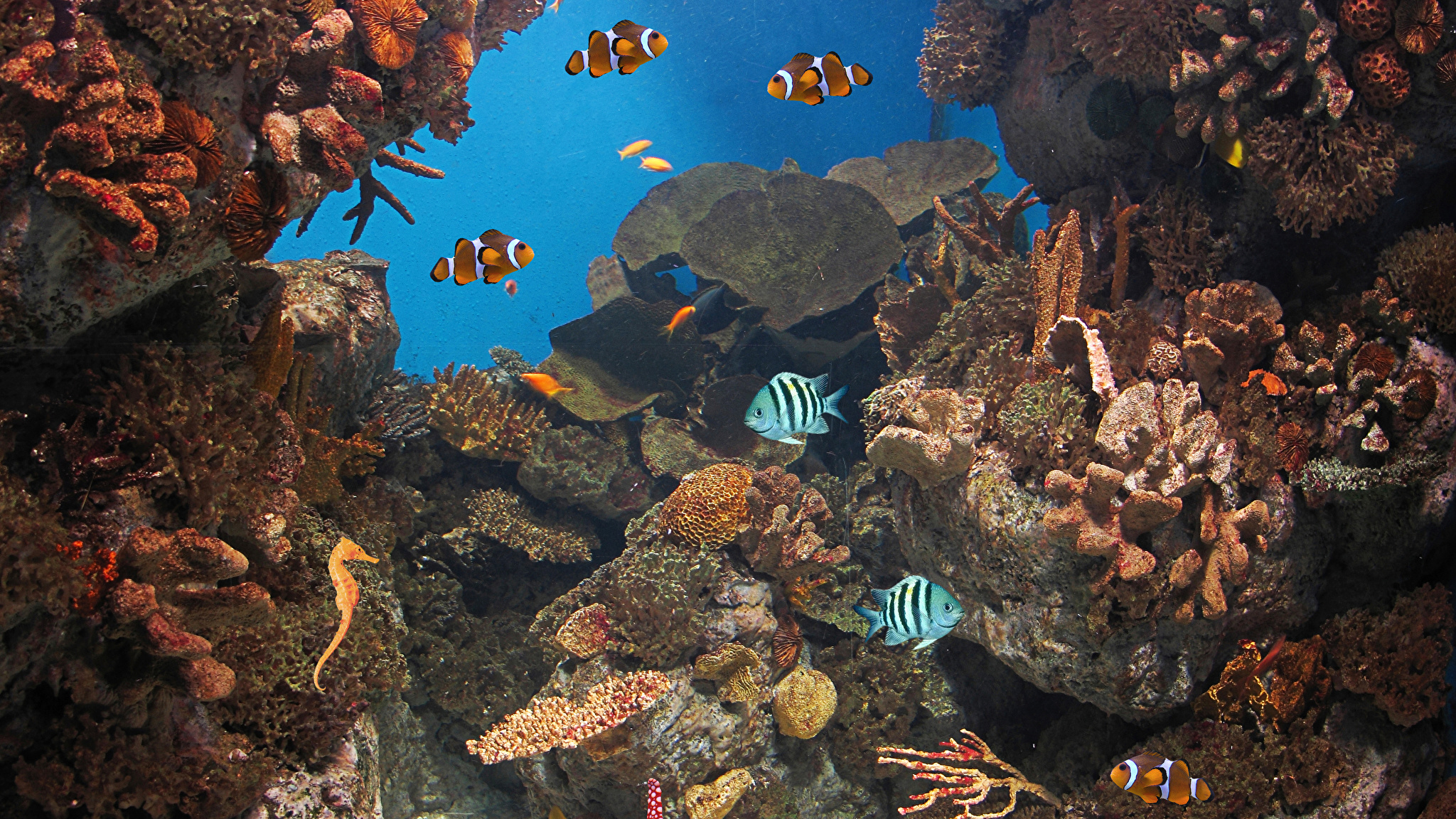 подводный мир кораллы underwater world corals загрузить