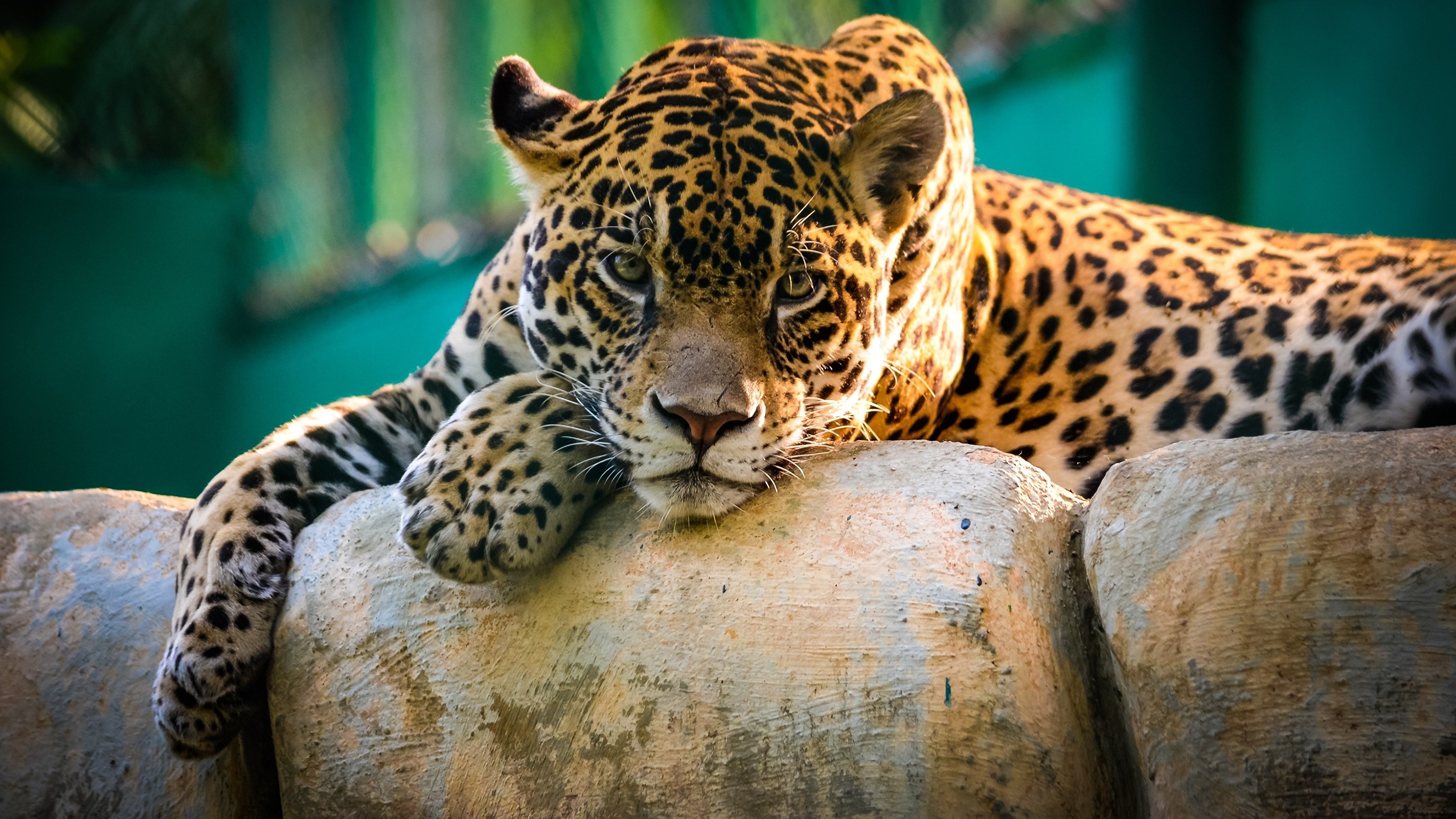Леопард хищник взгляд бесплатно