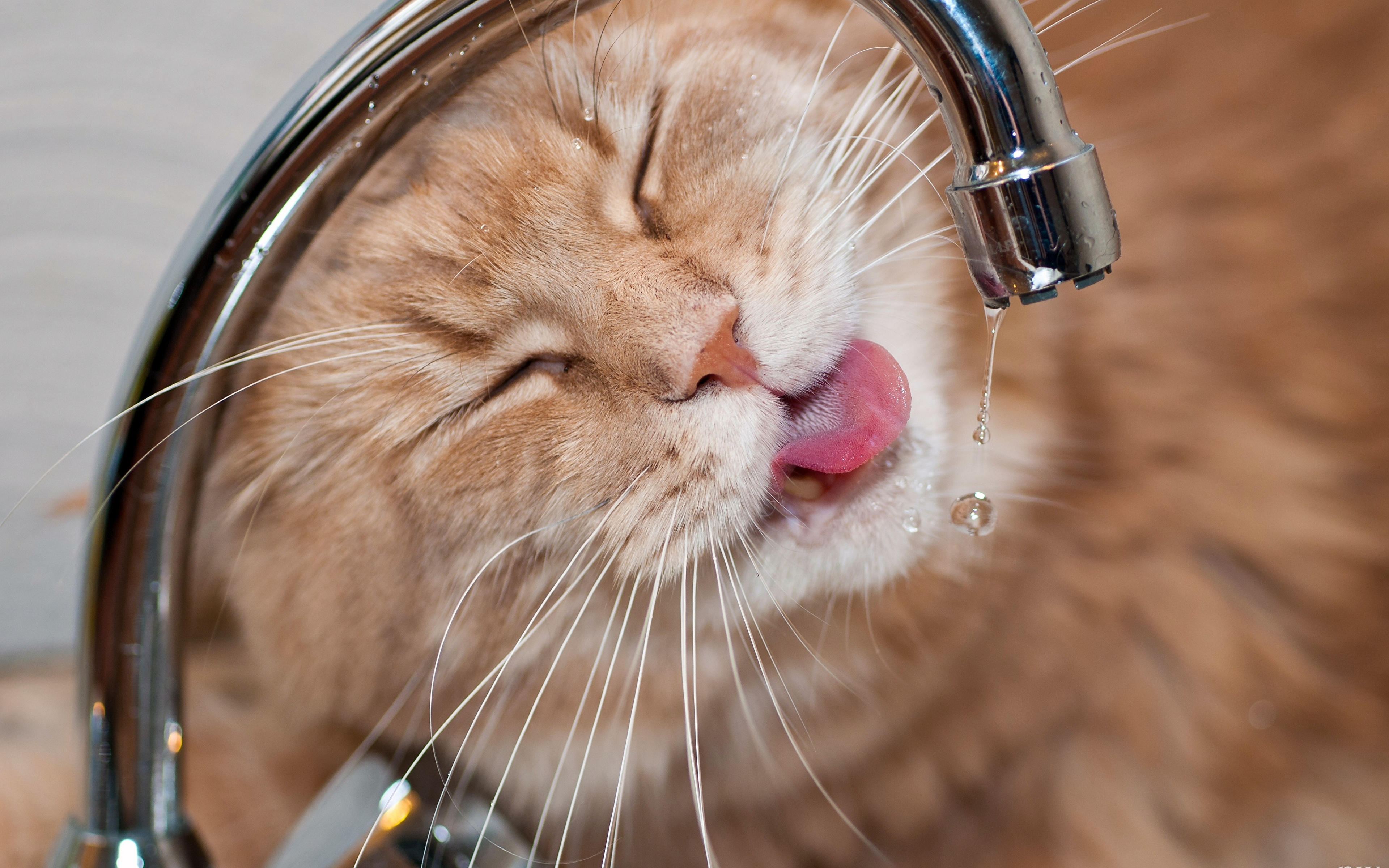 Сколько кот может без воды и еды