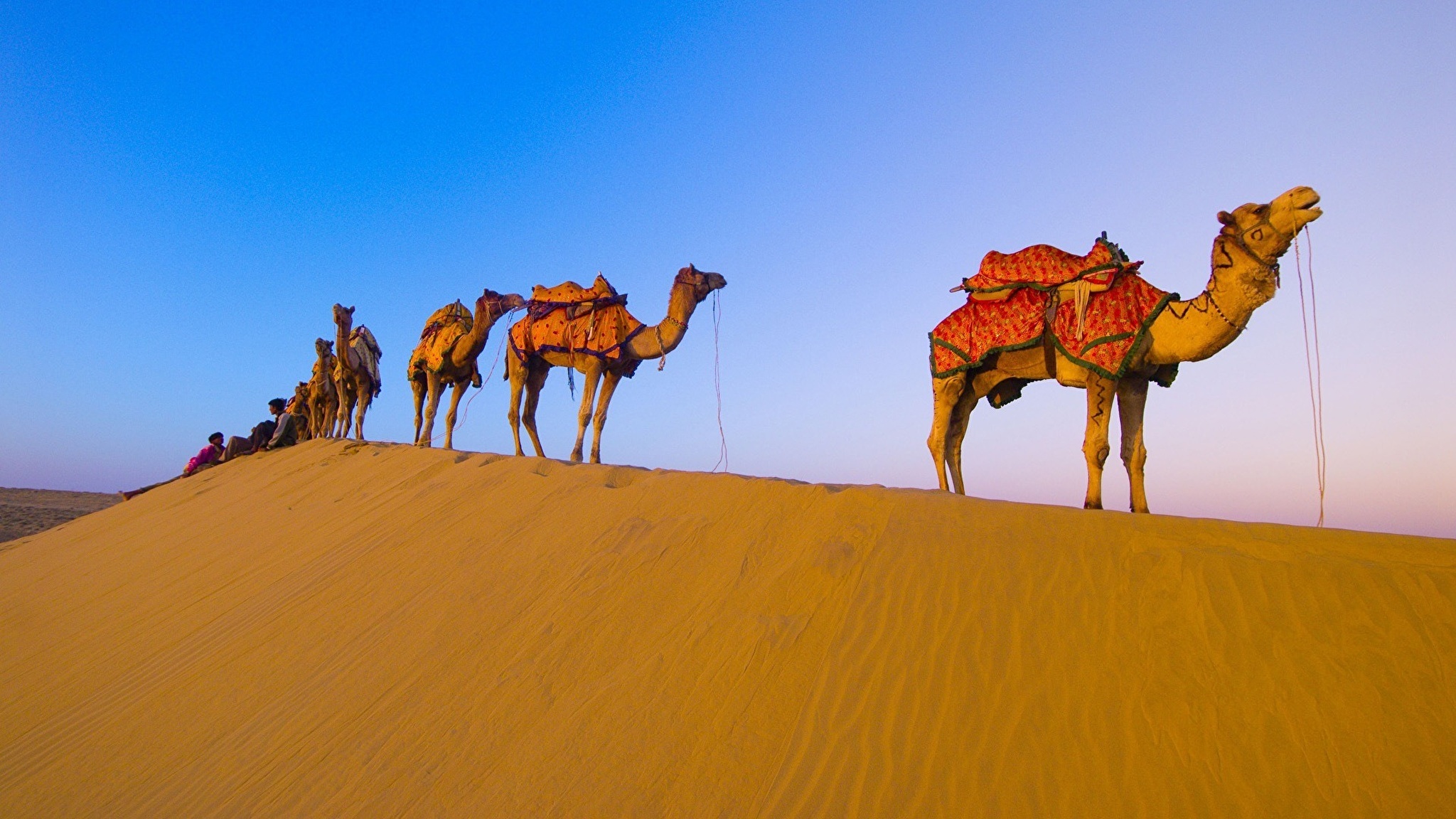 Там караван. Мехари верблюд. Каракум Караван. Каракумский верблюд. Туркменистан пустыня Караван.