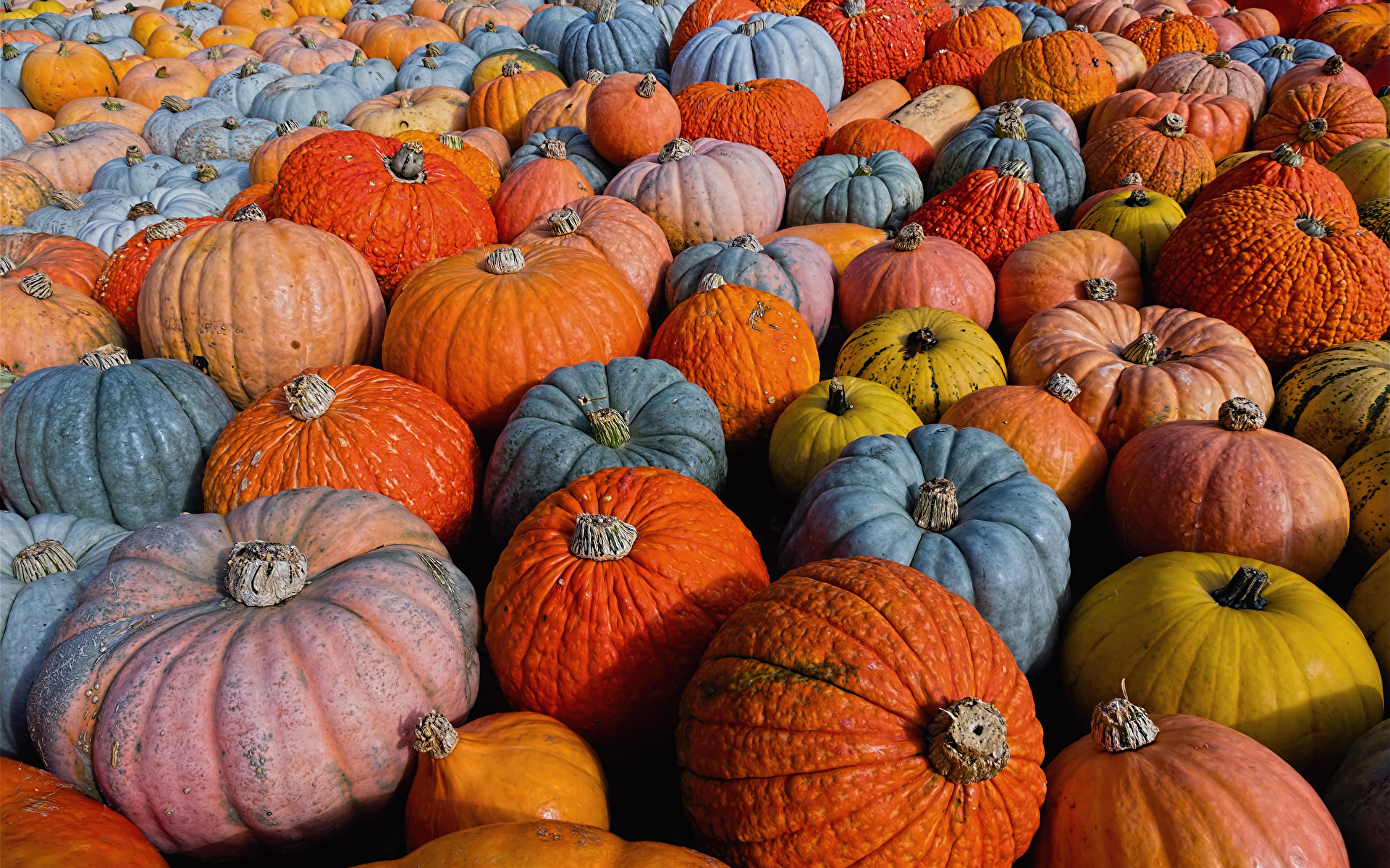 Картинки Ludwigsburg Pumpkin Festival Разноцветные Тыква Пища Много 1920x1200 Еда Продукты питания