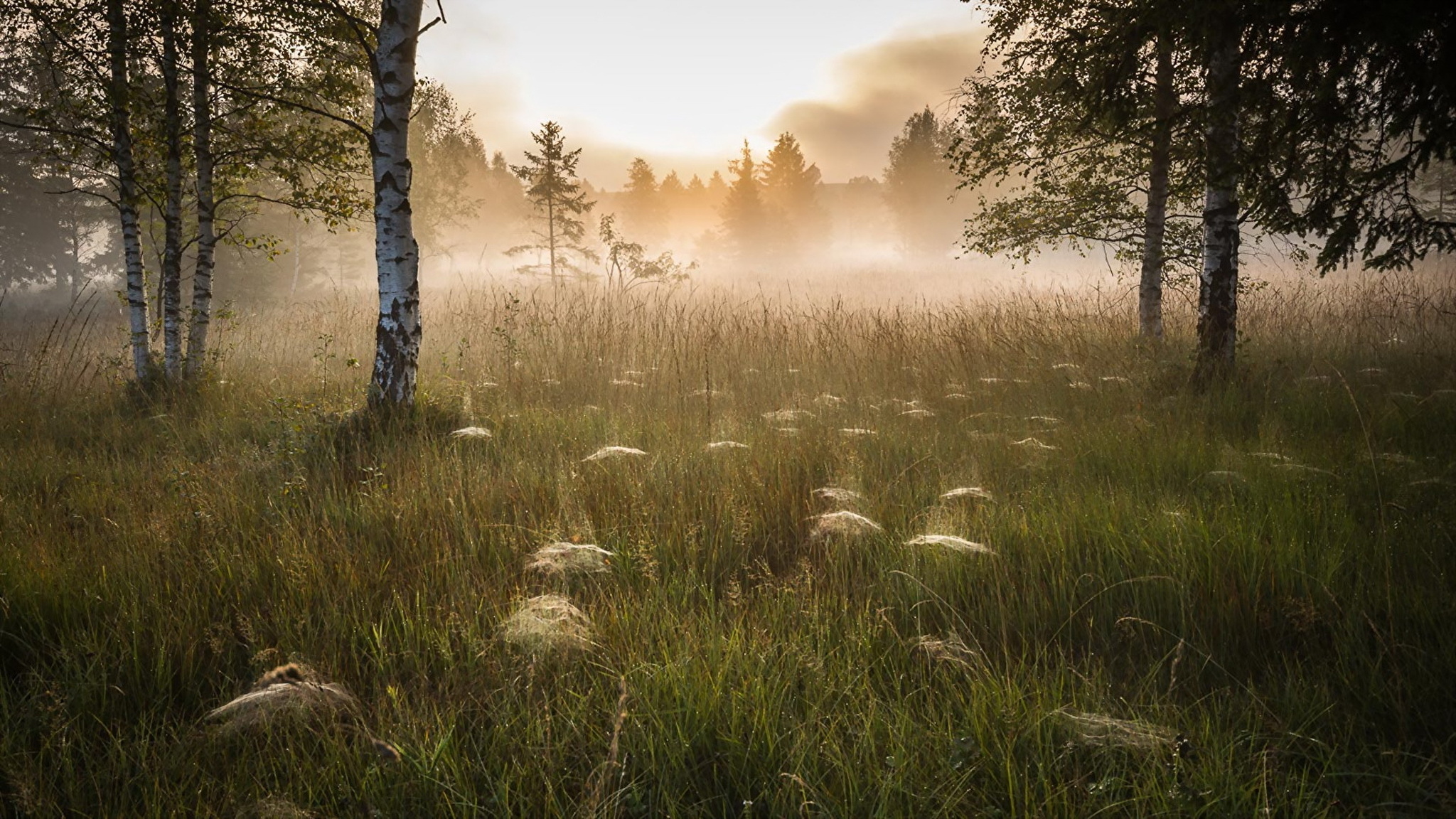 природа трава деревья утро туман без смс