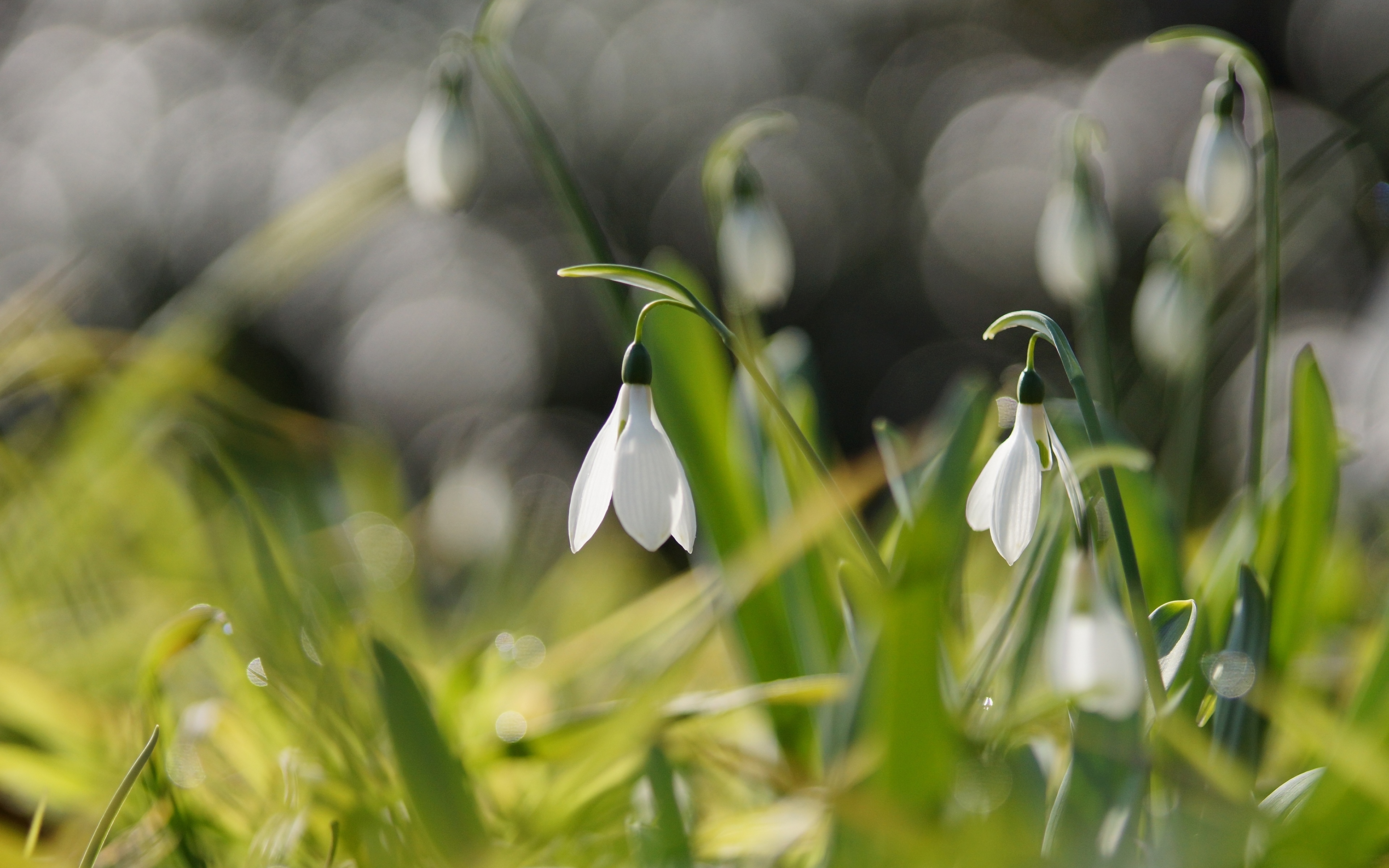 природа цветы белые подснежники трава загрузить