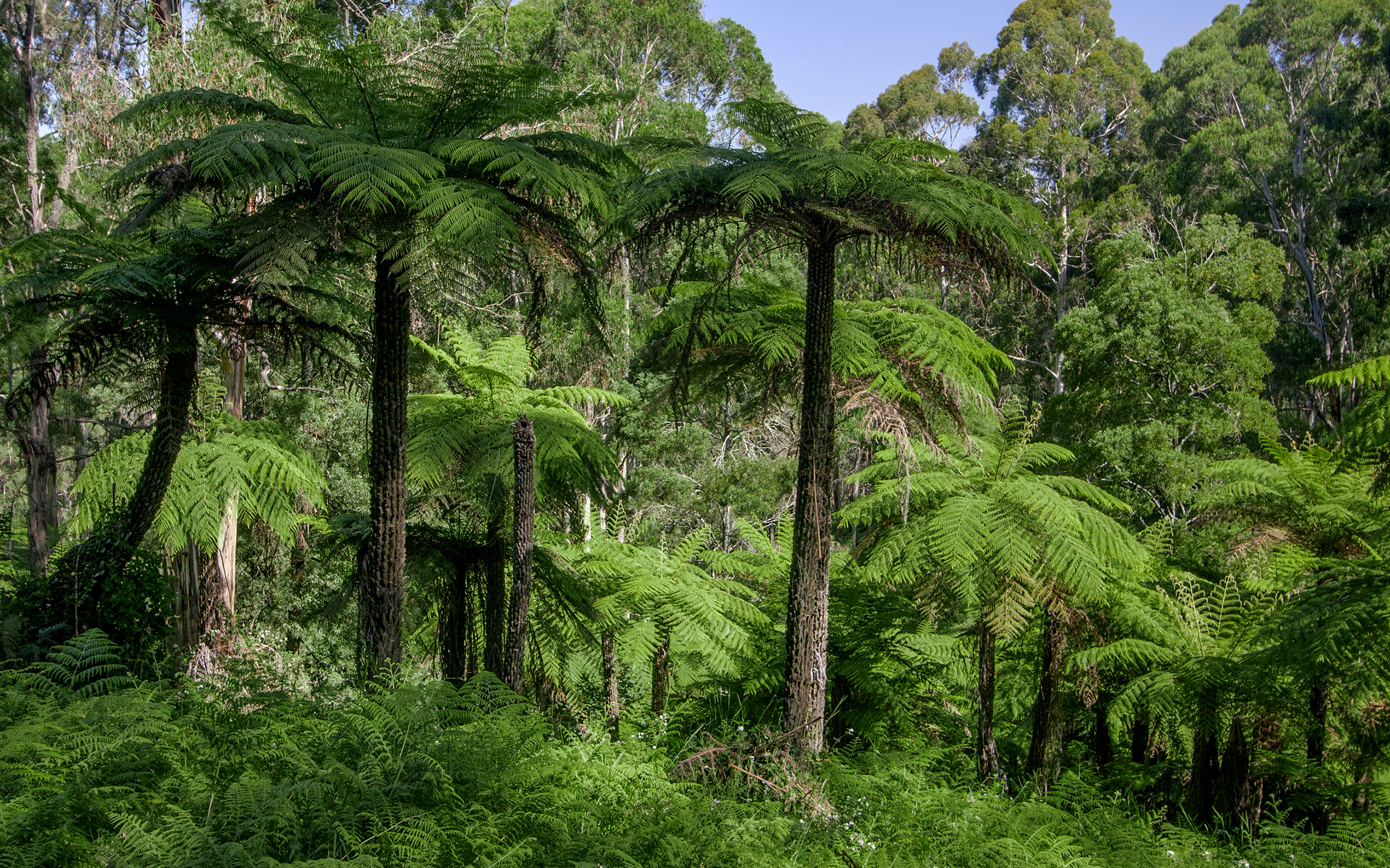 Зона влажных лесов австралии. Эвкалиптовые леса Австралии. Эвкалиптовые леса субтропиков Австралии. Тасмания папоротники. Тасмания остров папоротников.
