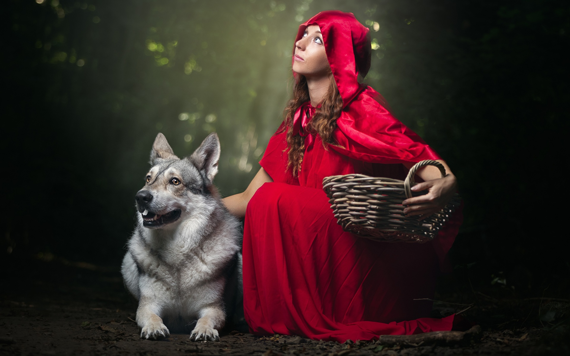 Фотографии волк Красная Шапочка молодые женщины Корзина животное 1920x1200 Волки девушка Девушки молодая женщина корзины Корзинка Животные
