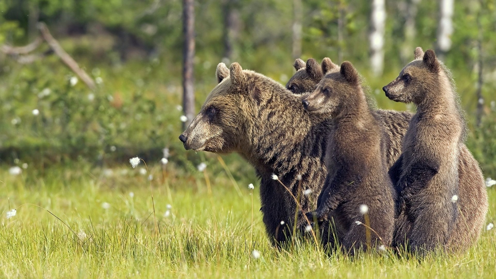 Bear part. Алясский бурыймедведь. Бурый медведь Краснодарского края. Аляскинский бурый Медведица. Бурый медведь – Ursus arctos l..