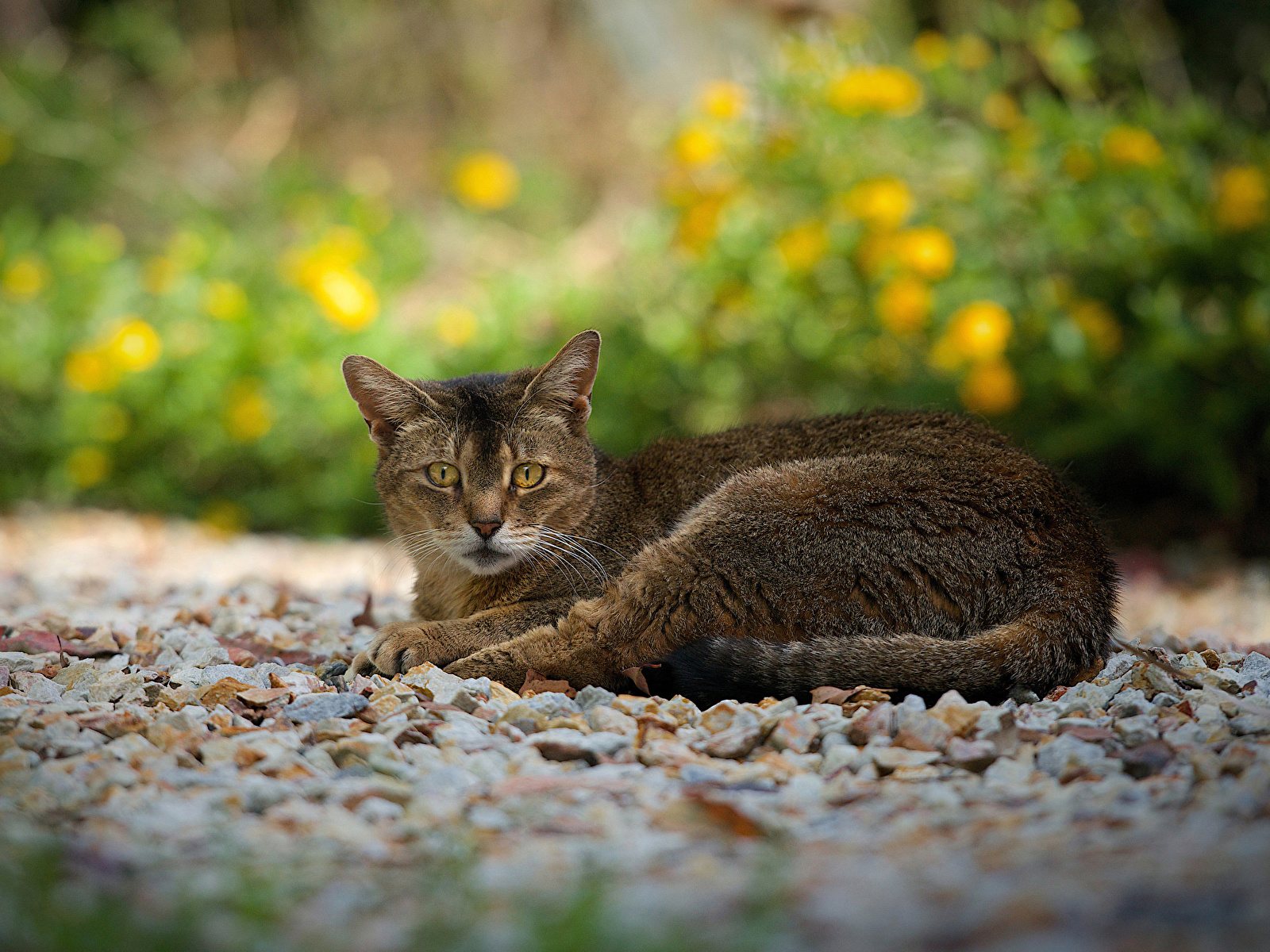 Фотография Кошки Камни смотрят Животные 1600x1200 кот коты кошка Камень Взгляд смотрит животное
