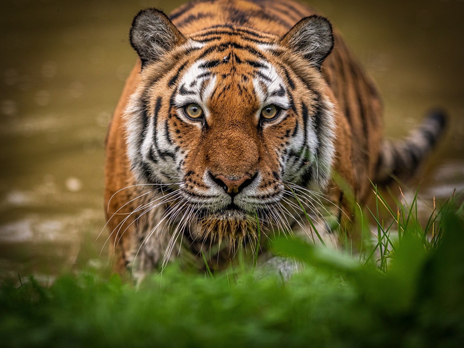 Картинка Тигры морды смотрят Животные 1600x1200 тигр Морда Взгляд смотрит животное