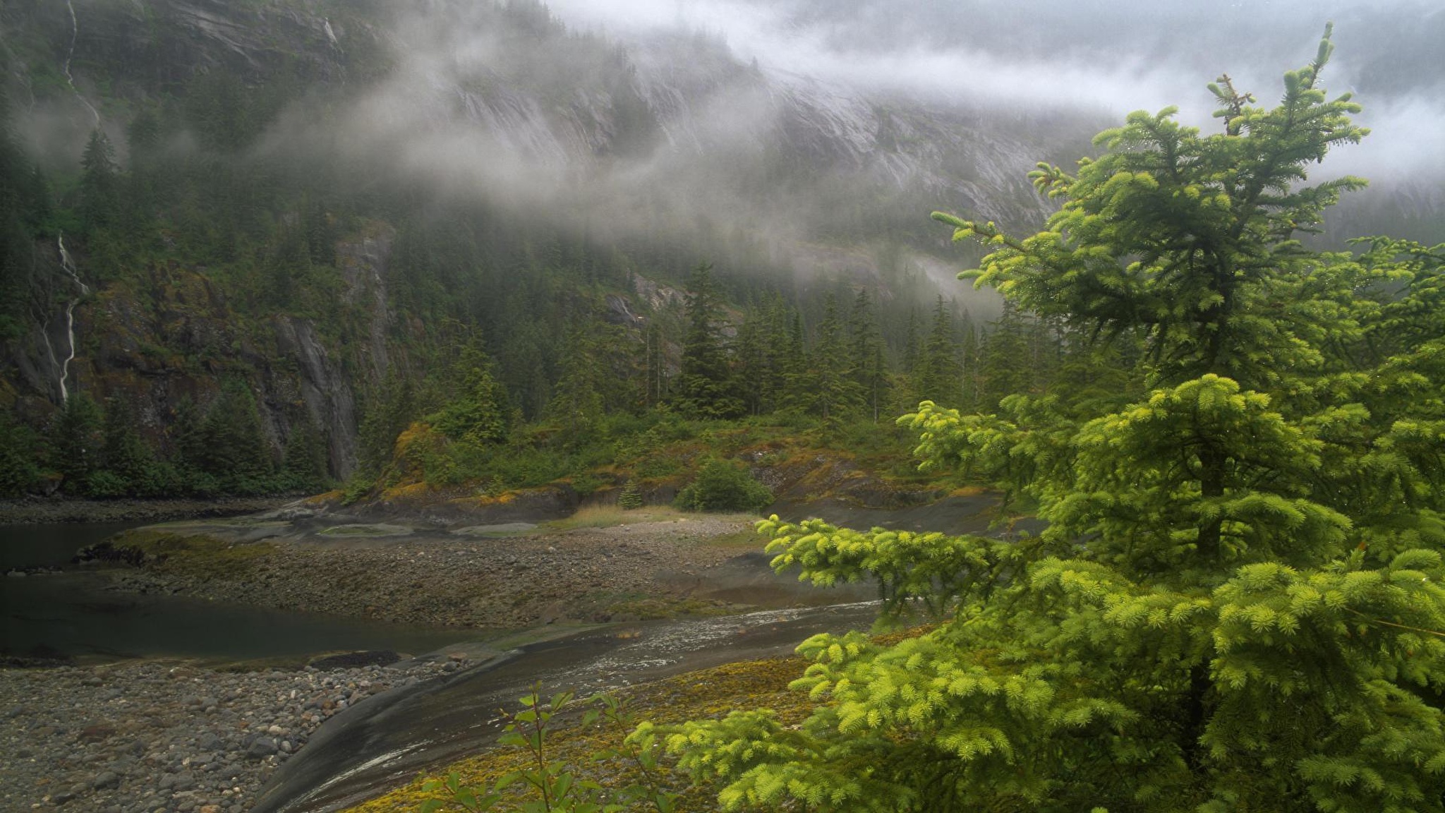Лес горы слились все. Аляска горы лес. Горы. Тайга горный ручей кедрач. Тайга Сахалина туман. Река сосна Аляска.