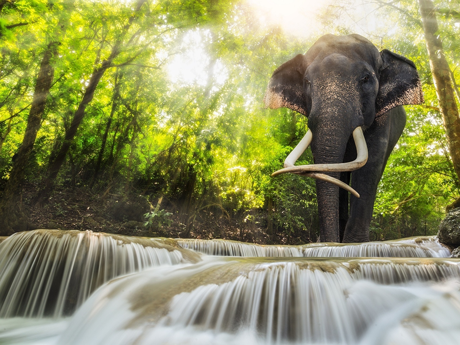 Картинка Слоны Вода животное 1600x1200.