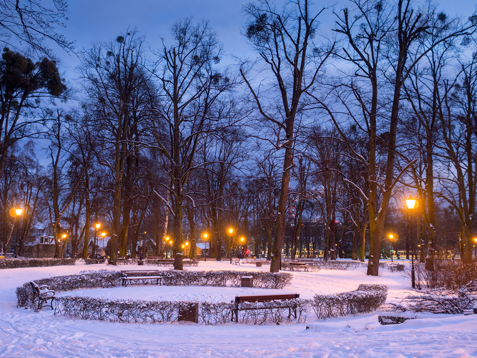 Зимний парк картинки