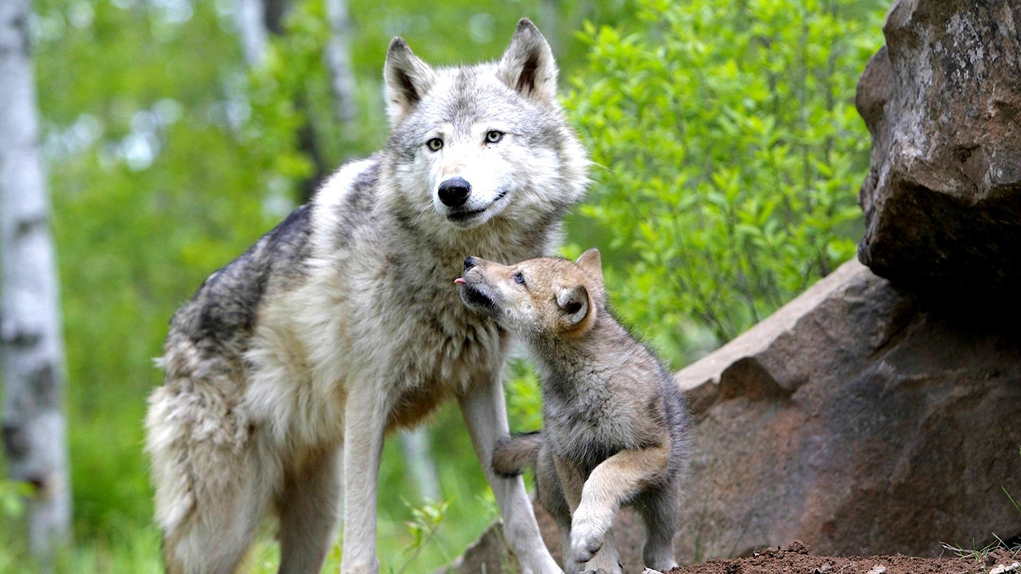 Родина дружелюбного волка. Лобо волк. Волк волчица и Волчонок. Волк волчица Волчонок семья. Ванкуверский островной волк.