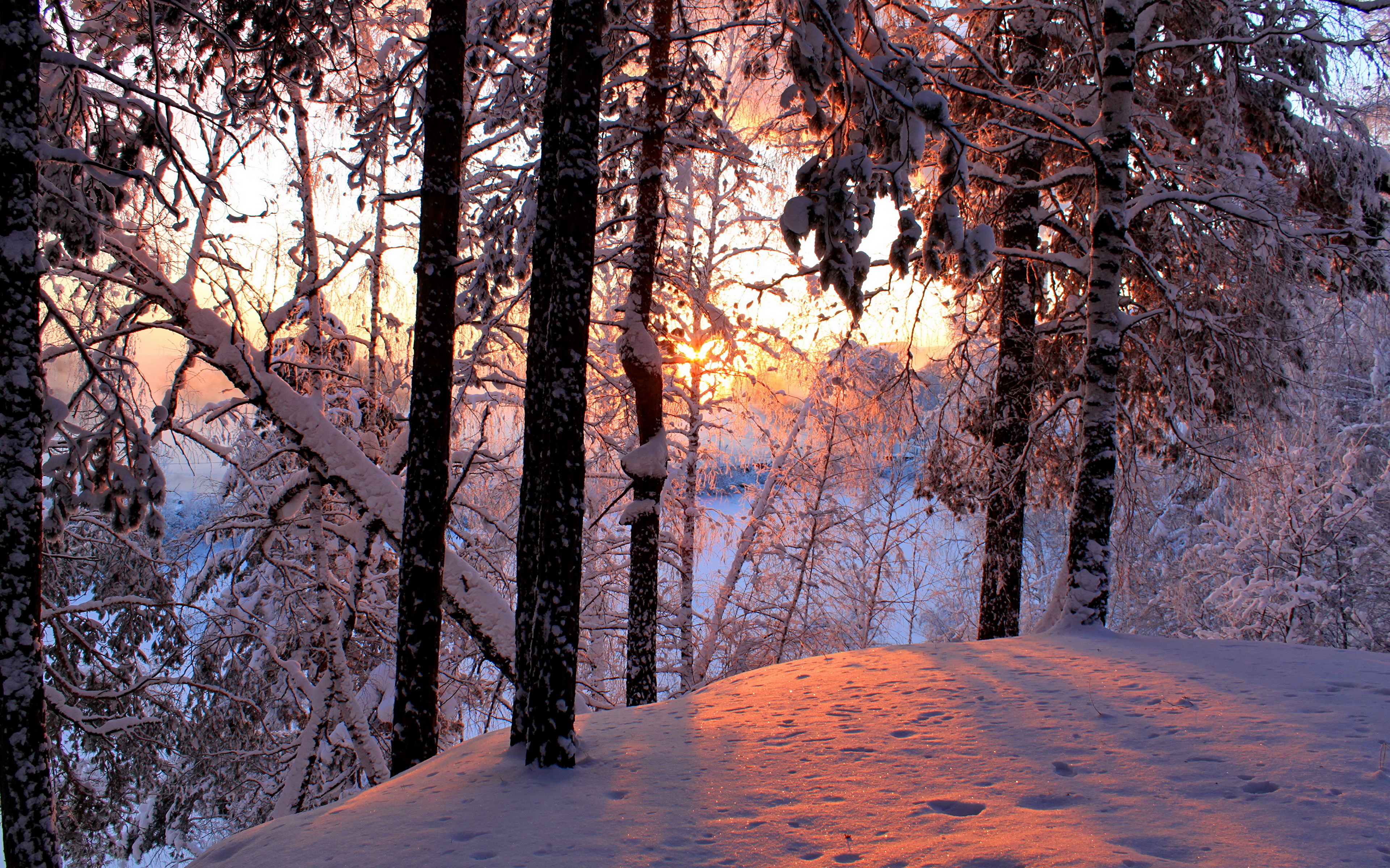 природа вечер санки деревья снег зима nature evening sled trees snow winter скачать