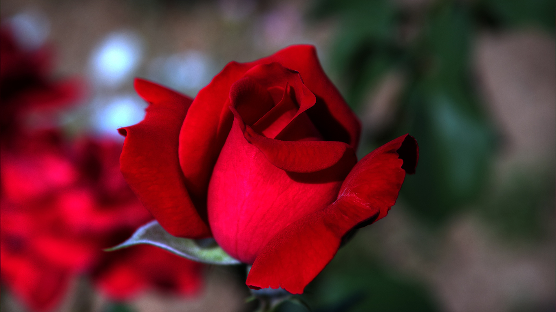 природа цветы красная роза загрузить