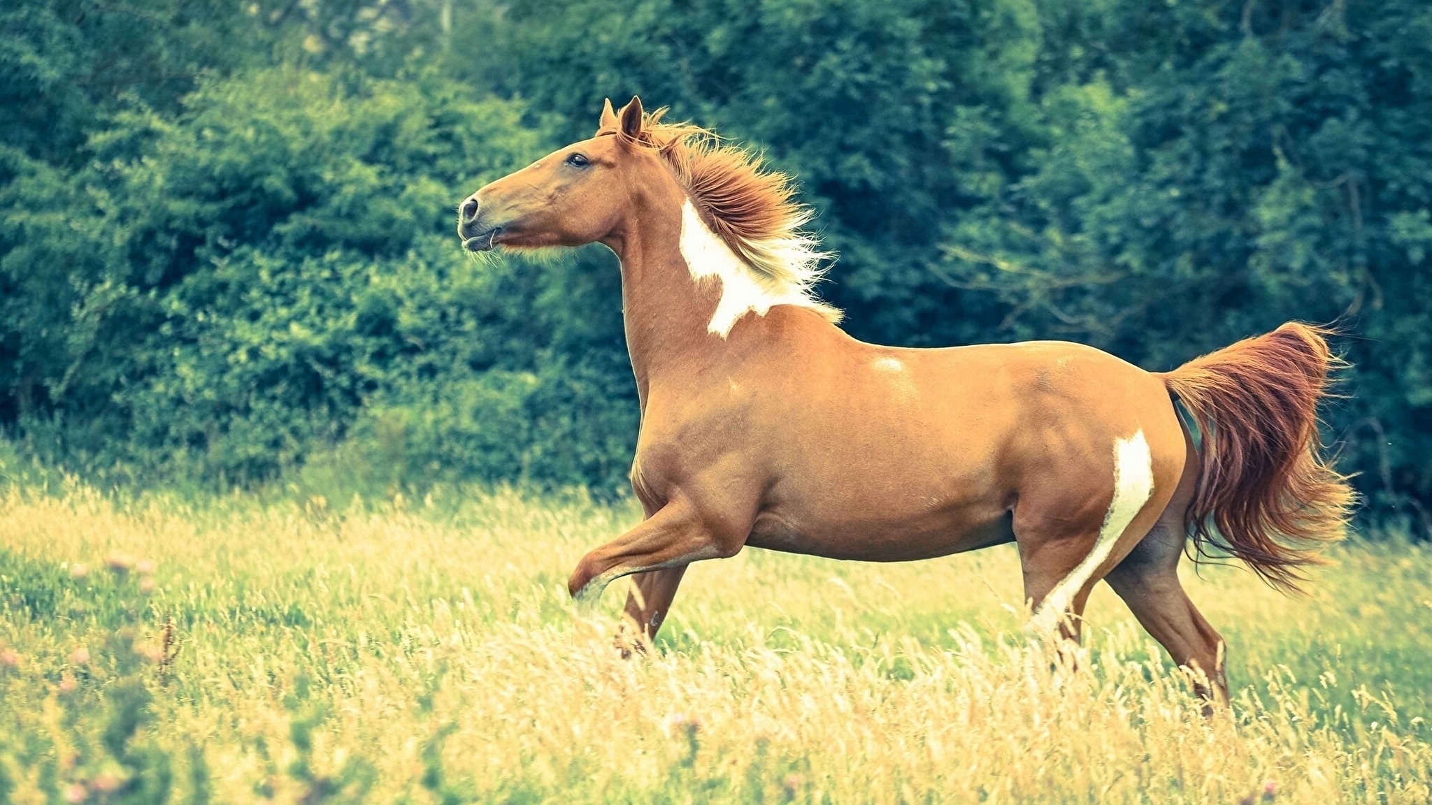 природа животные лошадь конь загрузить