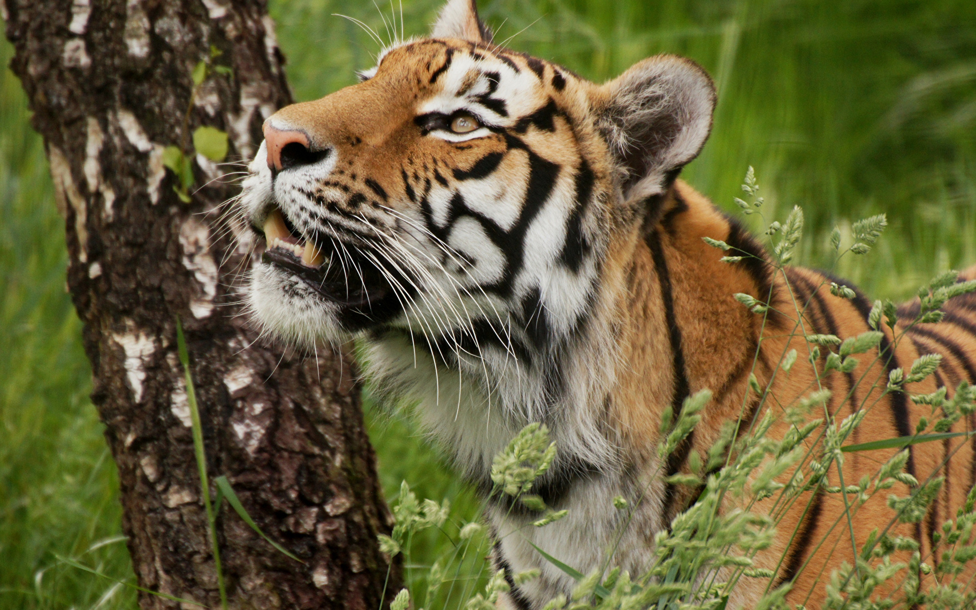 Фото Тигры Большие кошки береза животное 1920x1200 тигр Березы Животные