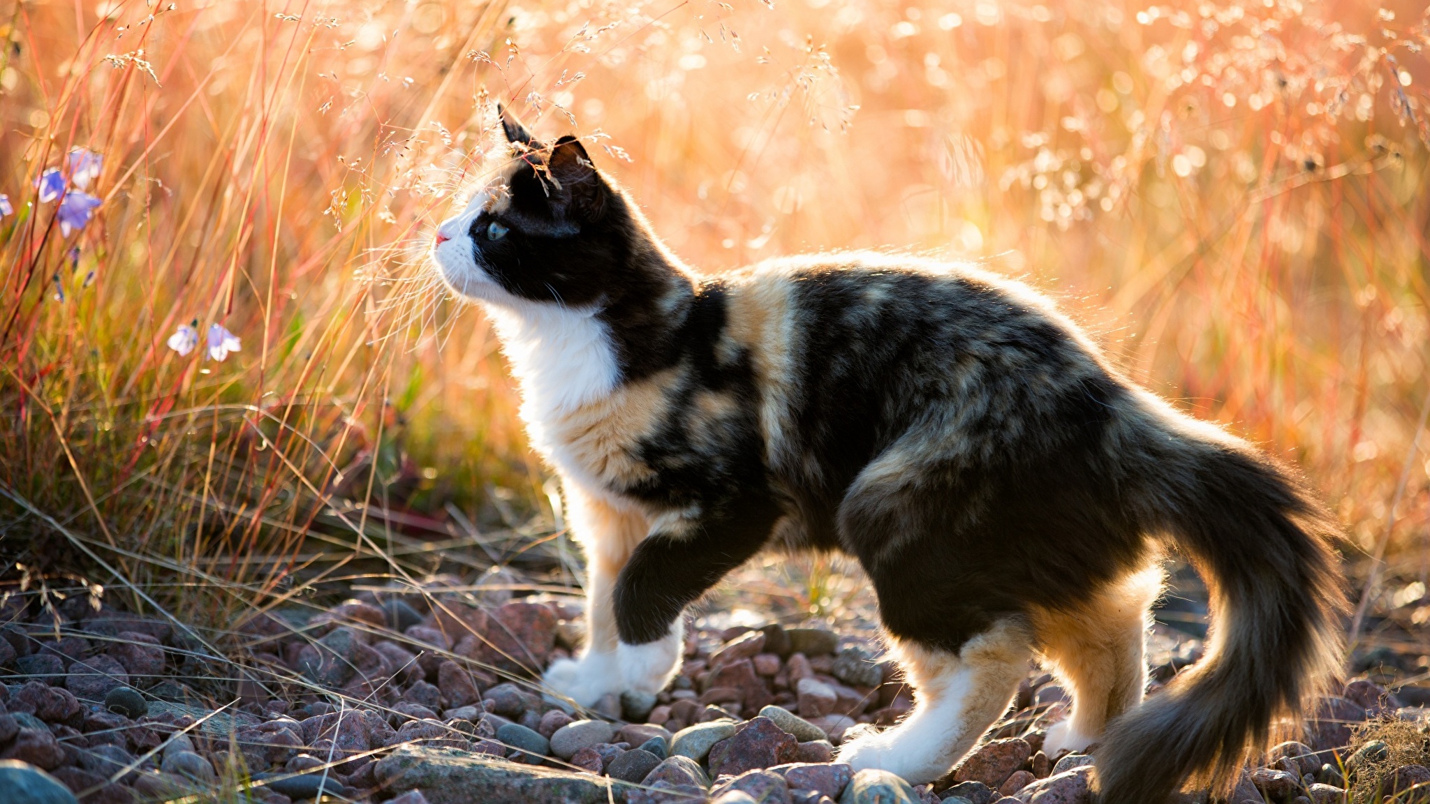 Фото кота в хорошем качестве