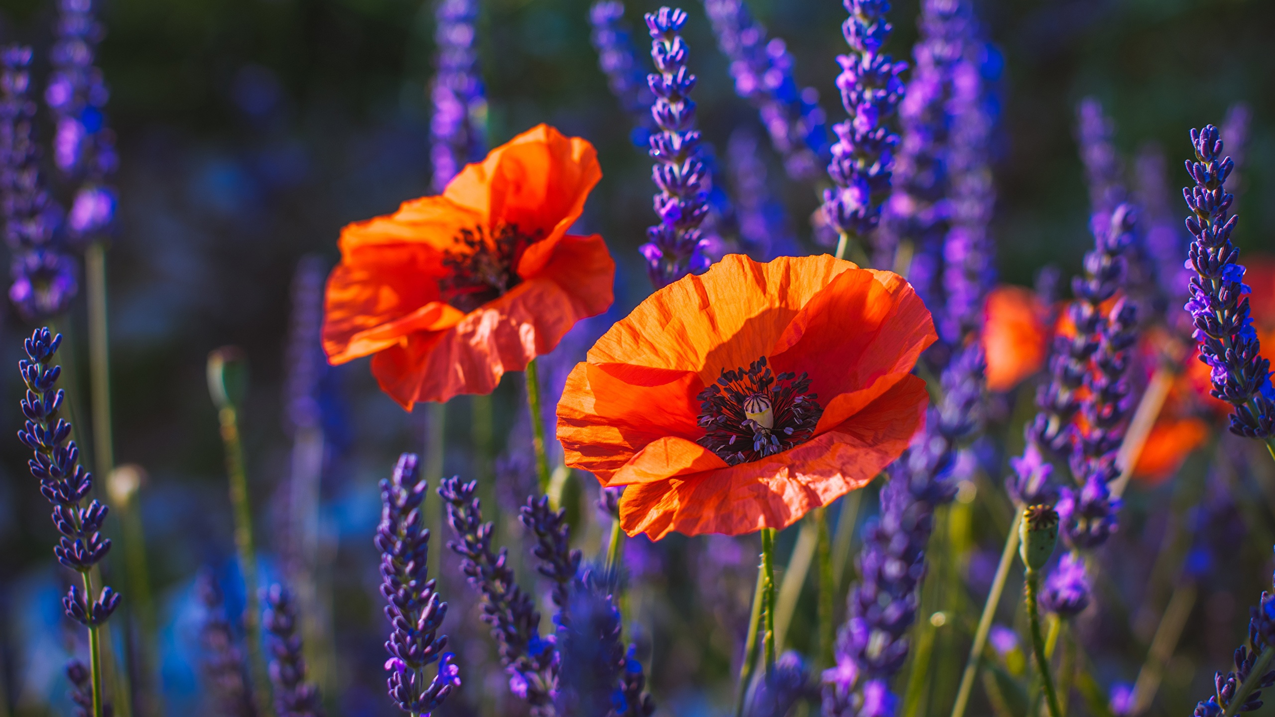 Фото Размытый фон мак цветок 2560x1440 боке Маки Цветы