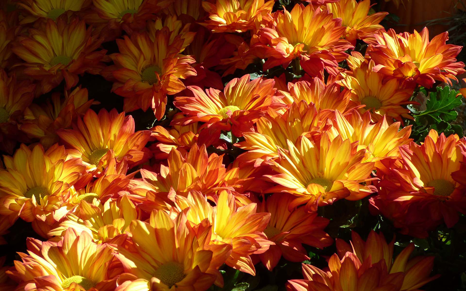 Фотография цветок Хризантемы Много Крупным планом 1920x1200 Цветы вблизи