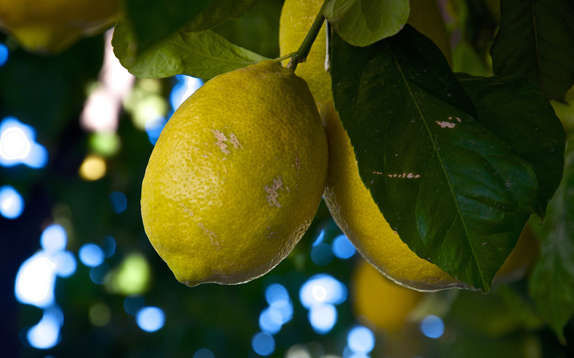 Фотографии Листья Лимоны Еда вблизи Цитрусовые 1920x1200 лист Листва Пища Продукты питания Крупным планом