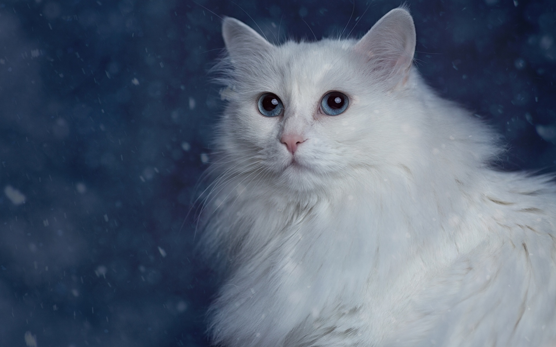 Картинка коты Белый животное 1920x1200 кот Кошки кошка белая белые белых Животные