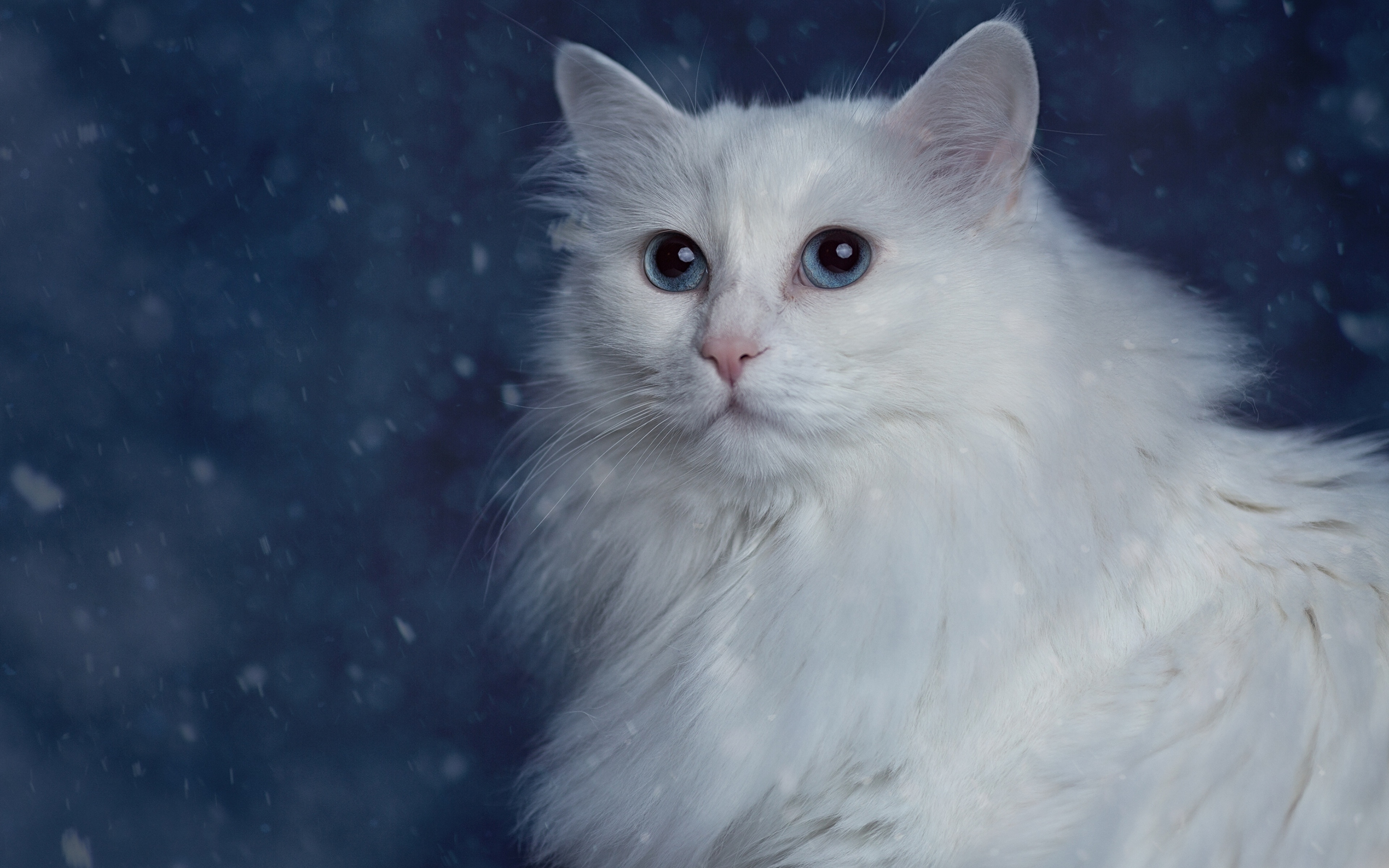 Картинка коты Белый животное 3840x2400 кот Кошки кошка белая белые белых Животные