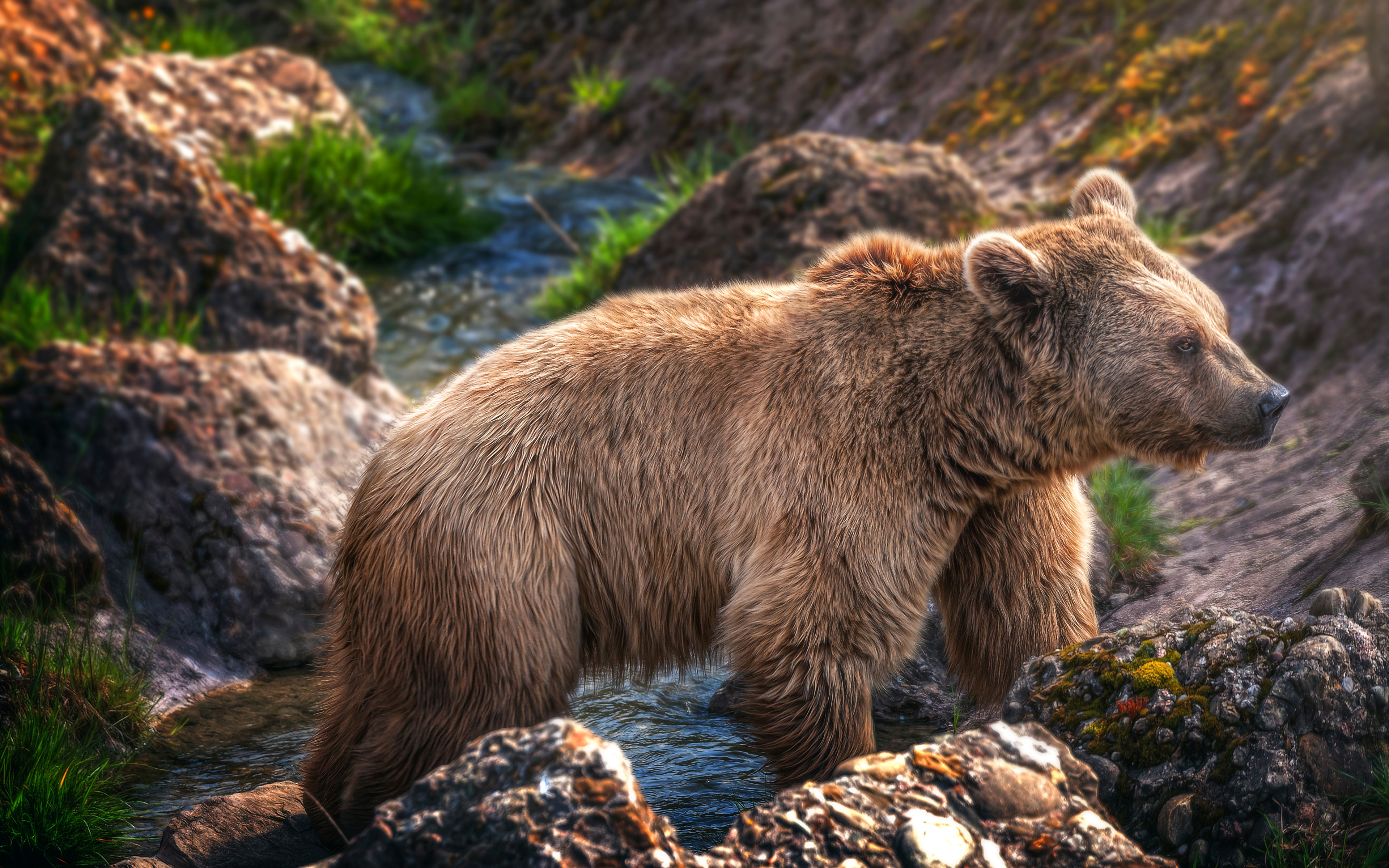 Фотографии бурый. Апеннинский бурый медведь. Ursus arctos Piscator. Сибирский бурый медведь. Европейский бурый медведь.