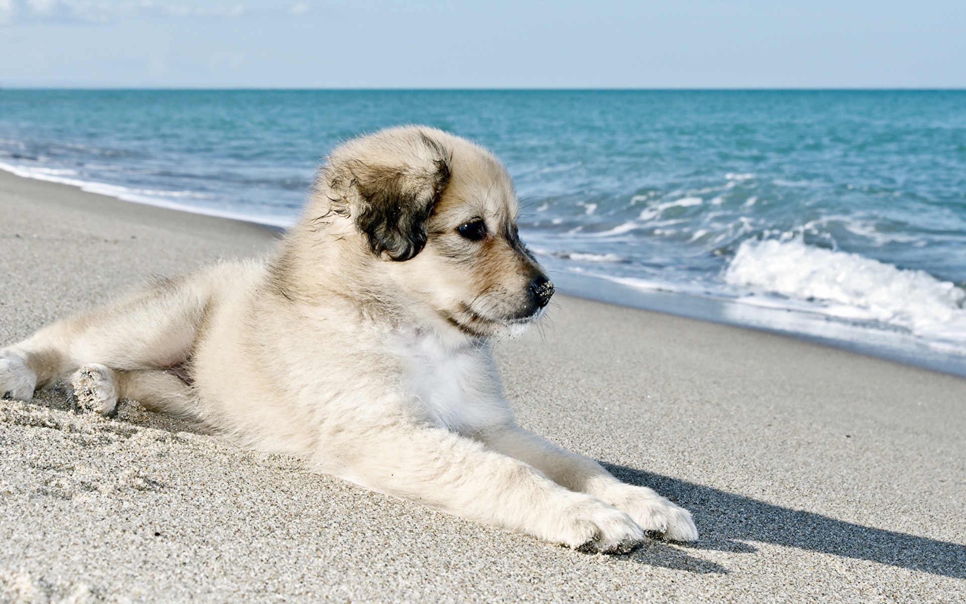 щенки песок puppies sand бесплатно