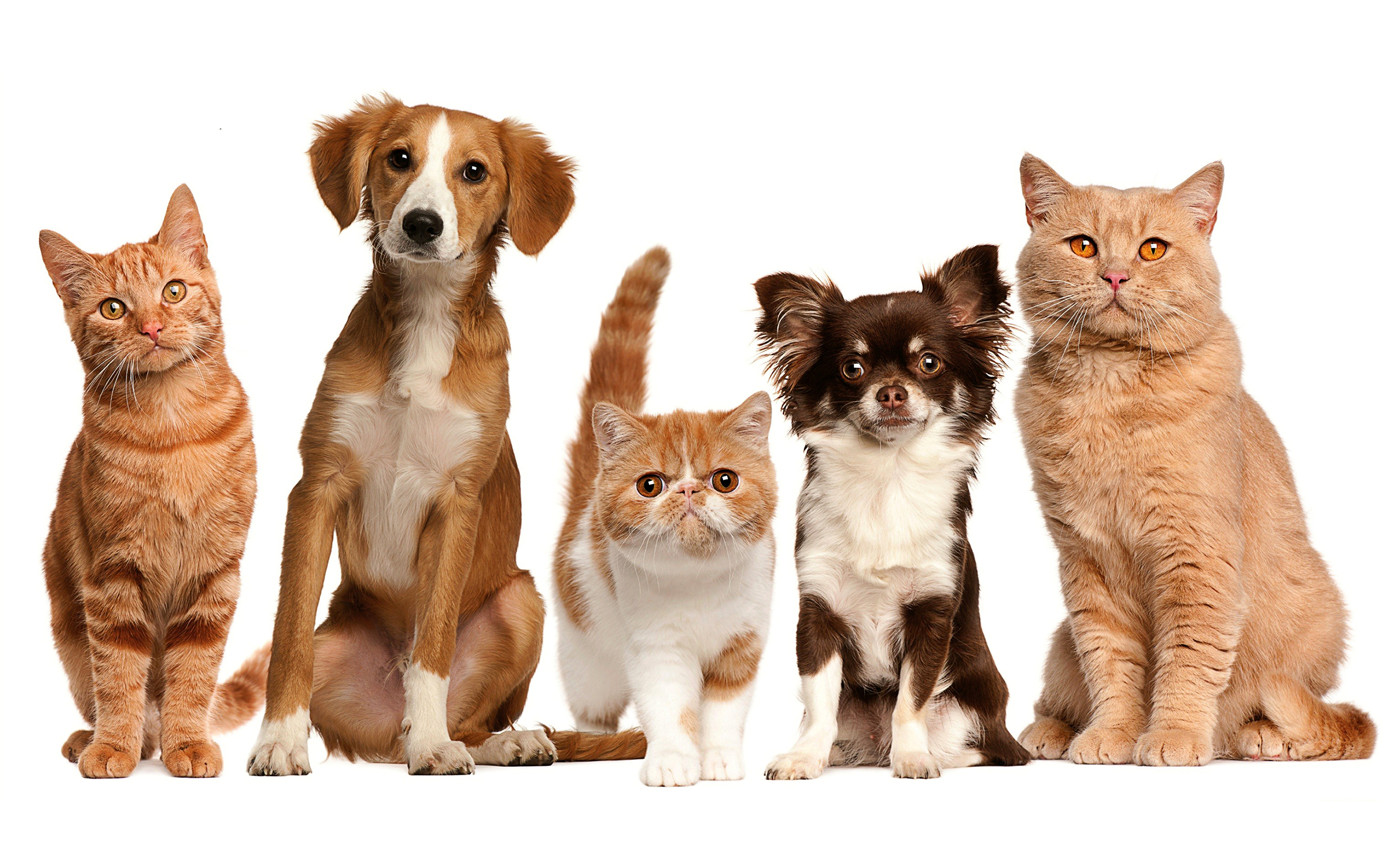 Животные породы кошек и собак. Собачки и кошечки. Домашние животные кошки и собаки. Картинки кошек и собак. Кошка и собака на белом фоне.